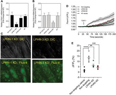 Skeletal muscle metabolism and contraction performance regulation by teneurin C-terminal-associated peptide-1